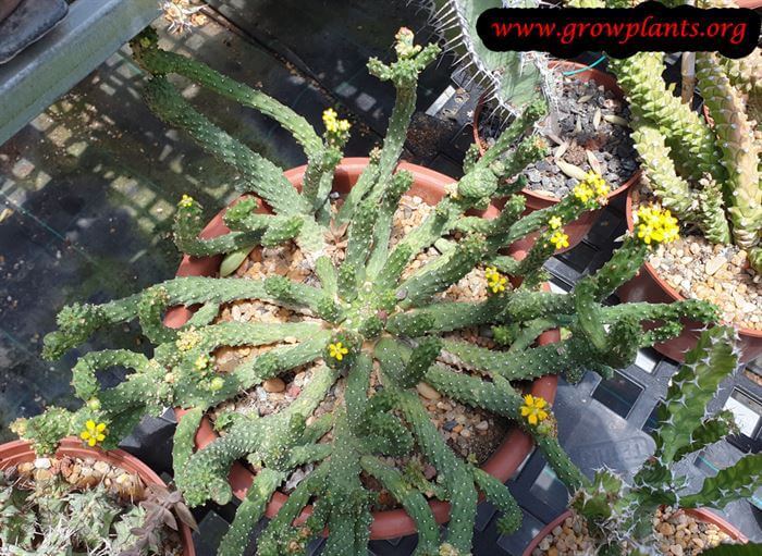 Euphorbia inermis succulent