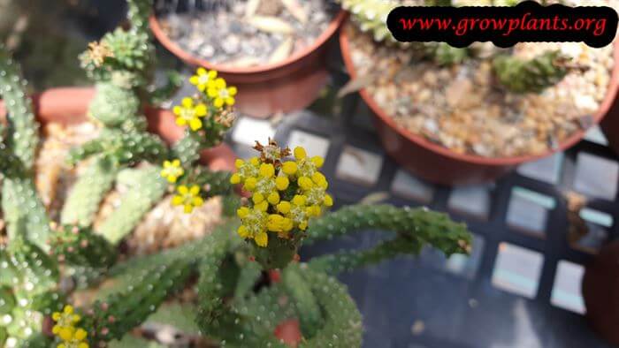 Euphorbia inermis flower