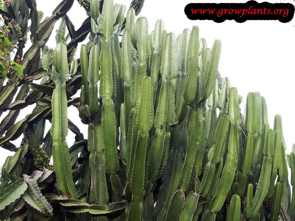 Euphorbia ingens succulent
