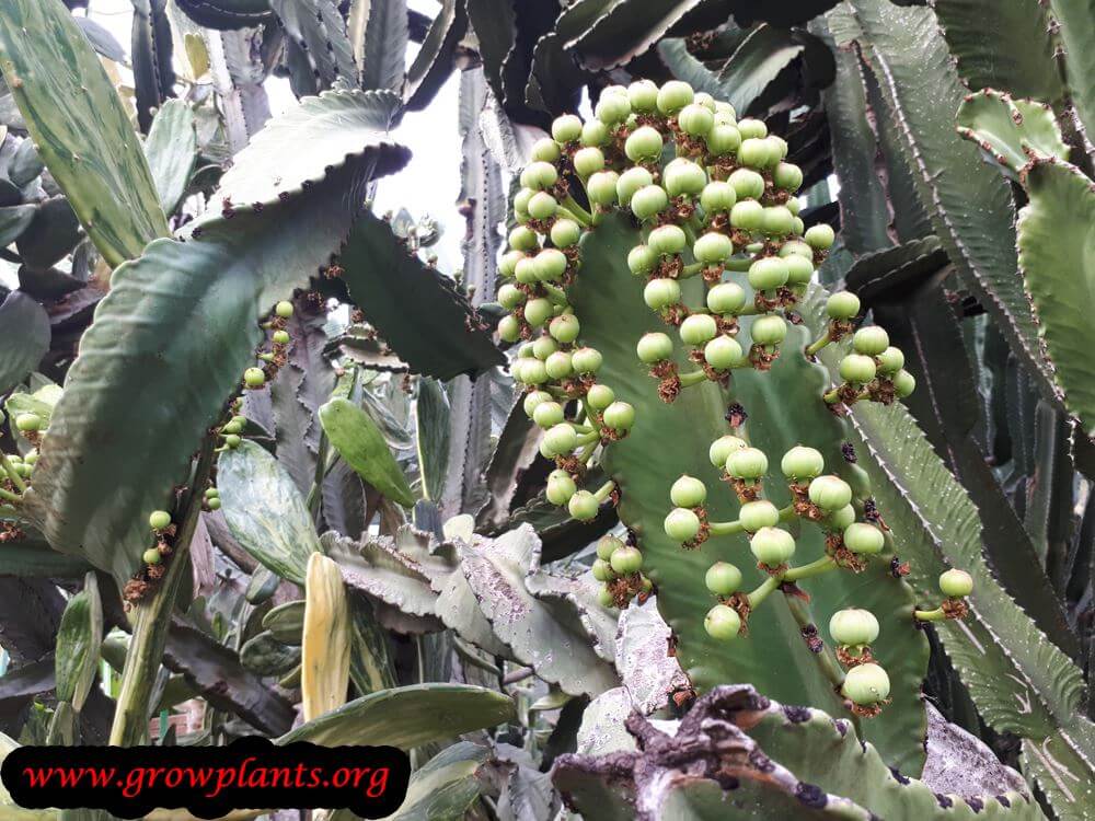 Euphorbia ingens succulent fruit