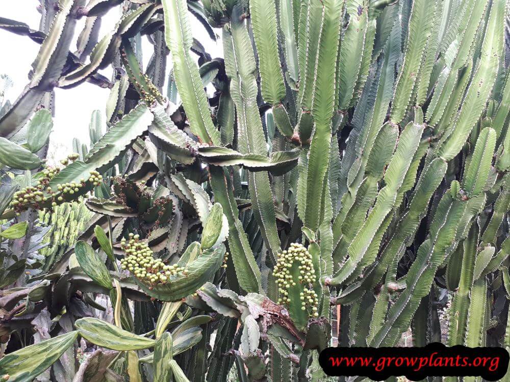 Growing Euphorbia ingens succulent