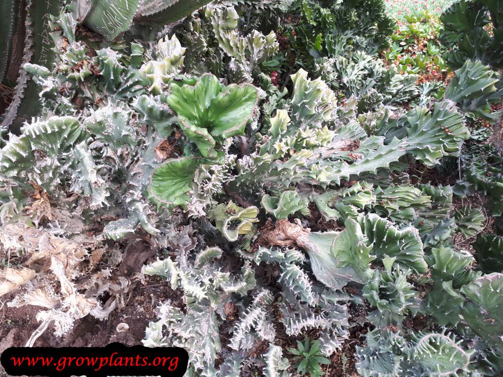 Euphorbia lactea plant care