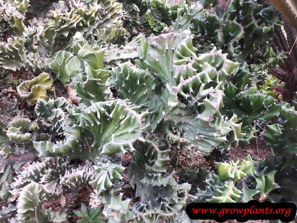Growing Euphorbia lactea plant