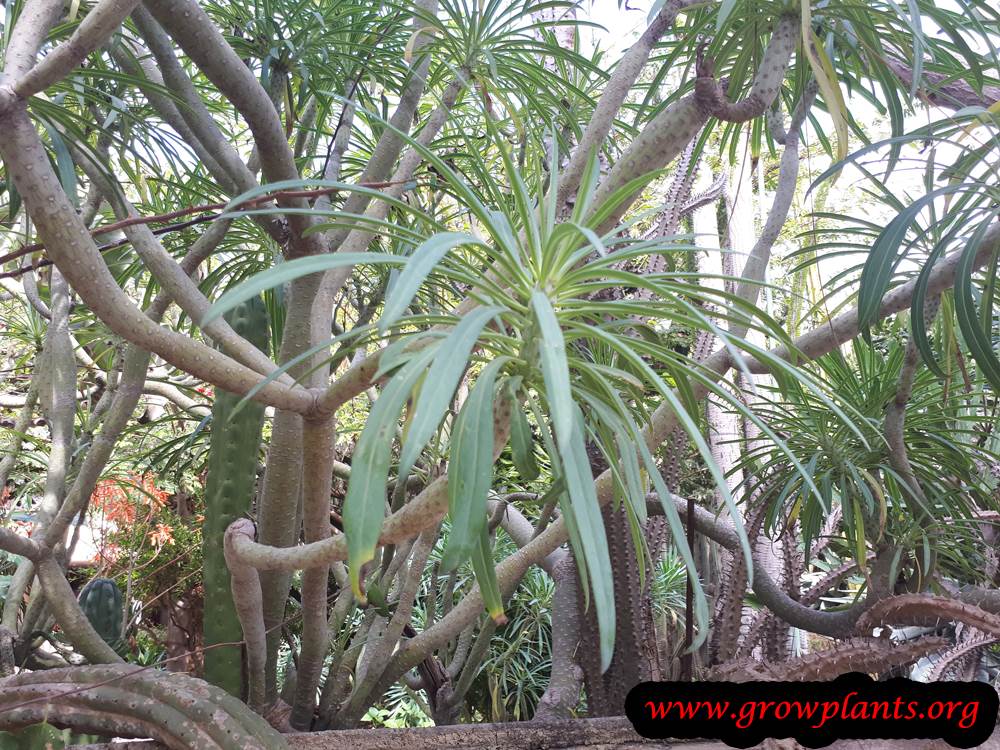 Euphorbia lambii grow and care