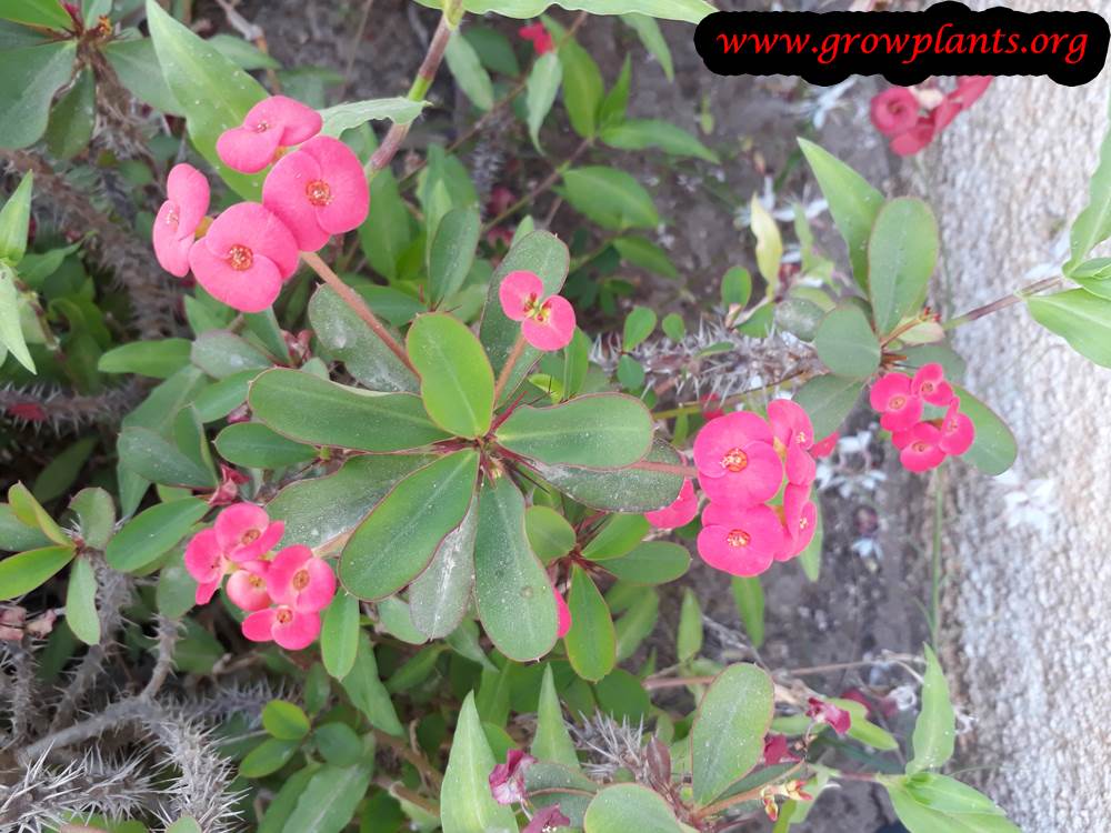Euphorbia milii pink flower