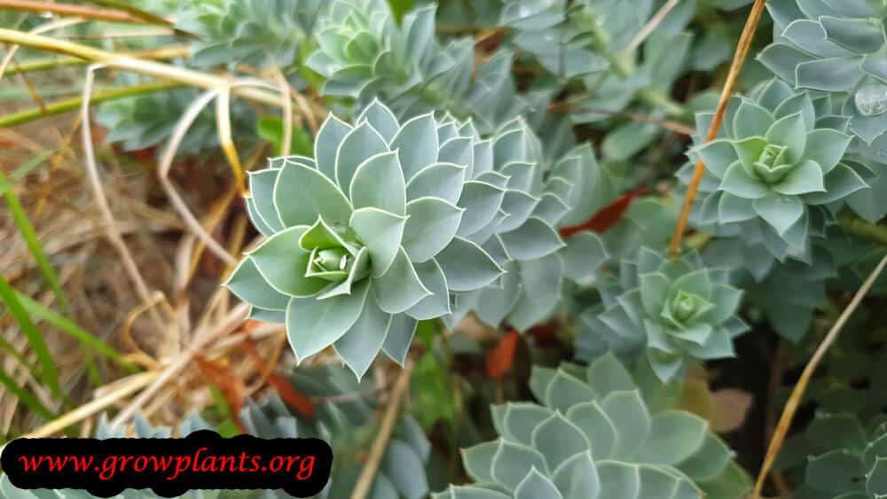 Euphorbia myrsinites plant care