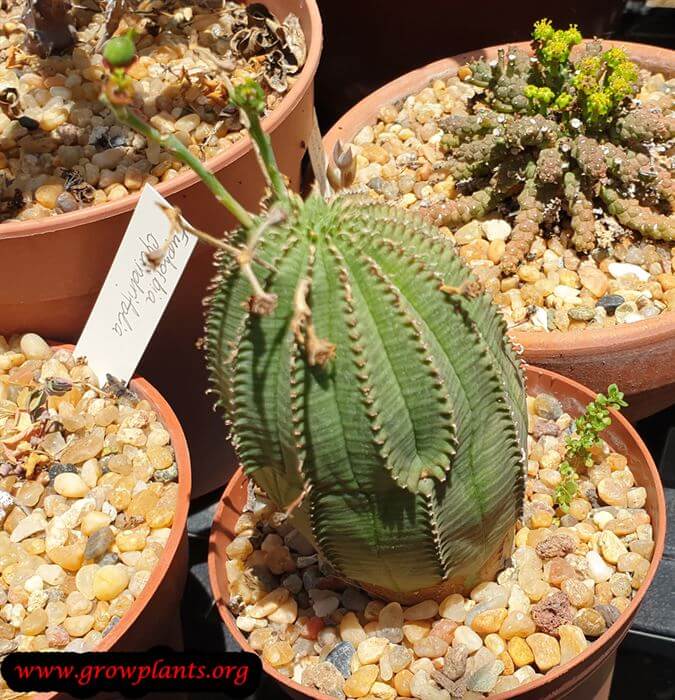 Euphorbia obesa succulent care