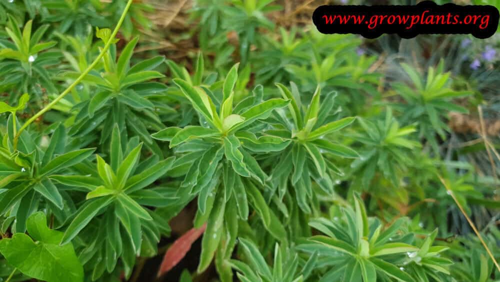 Euphorbia polychroma plant care