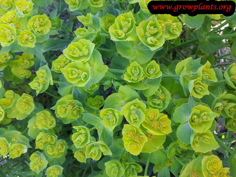 Euphorbia serrata plant care