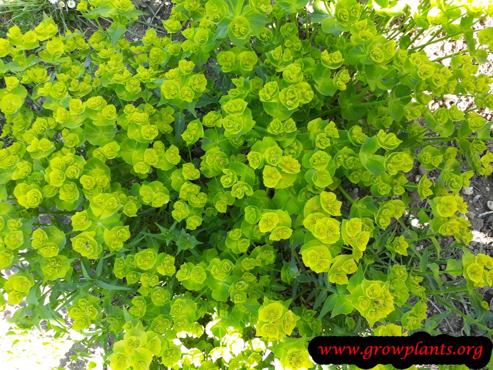 Growing Euphorbia serrata plant