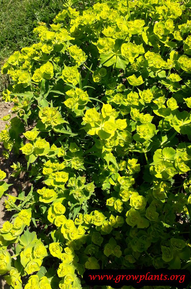 Euphorbia serrata plant