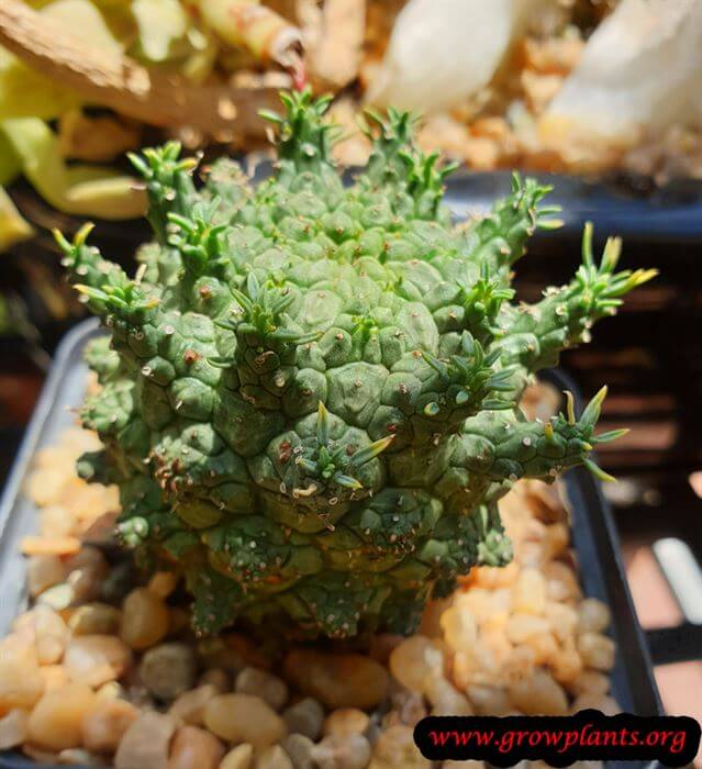 Euphorbia suppressa succulent care