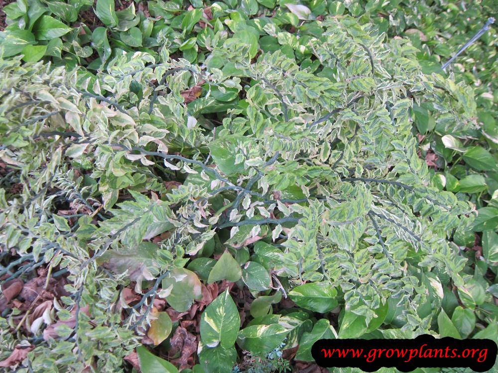 Euphorbia tithymaloides plant care