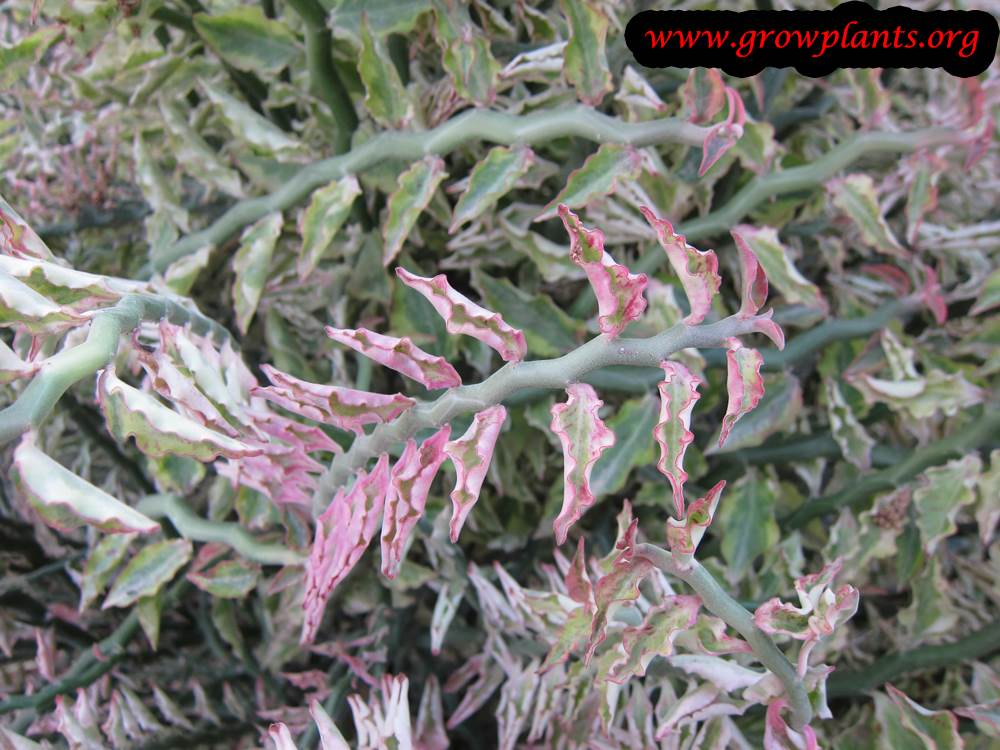 Euphorbia tithymaloides pink leaves
