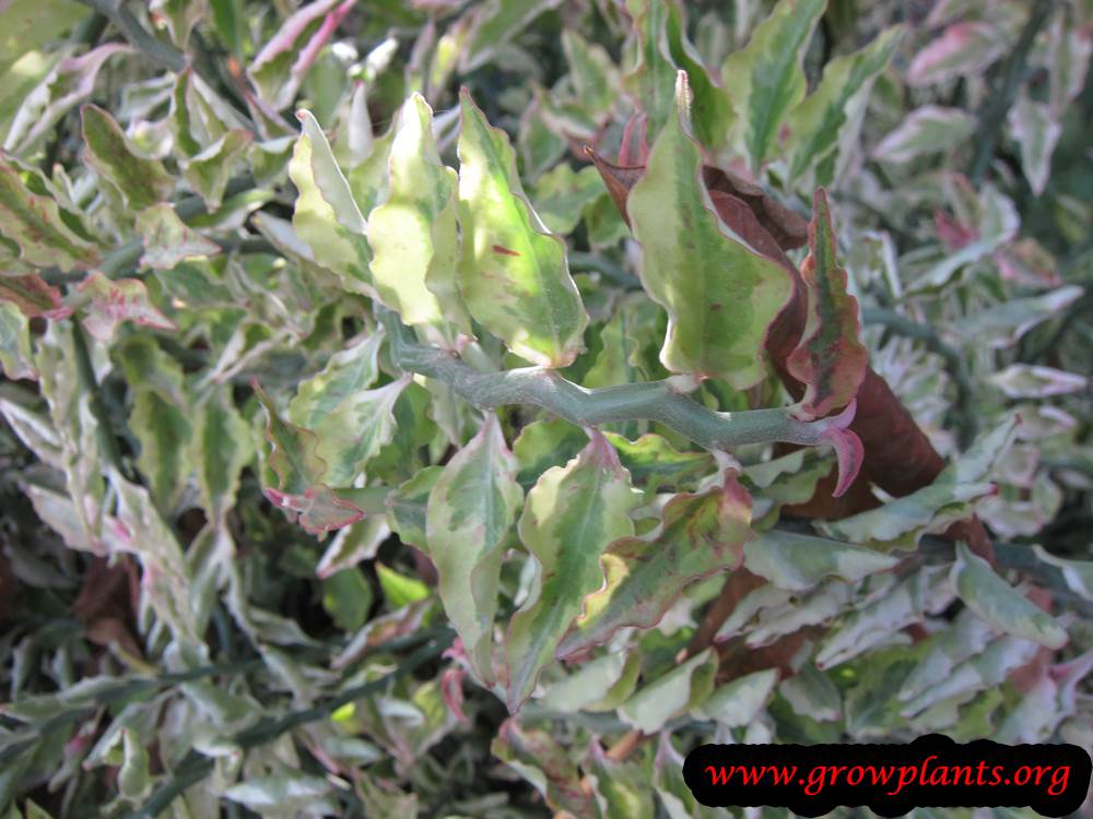 Euphorbia tithymaloides leaves