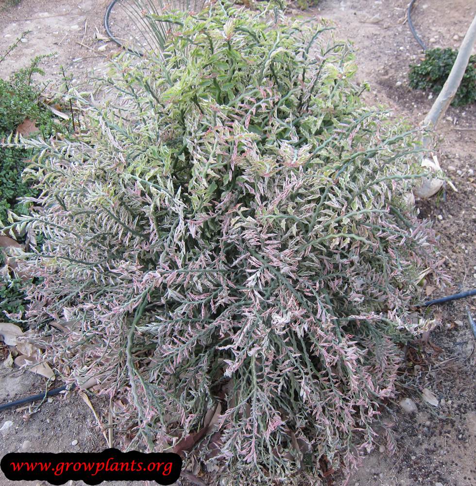 Growing Euphorbia tithymaloides
