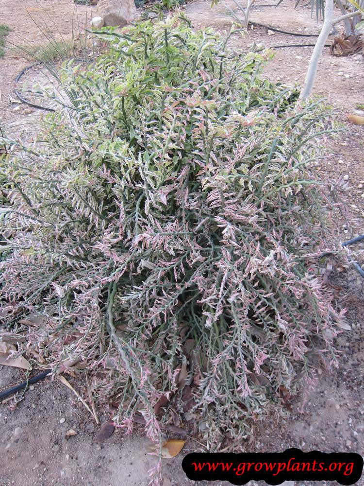Euphorbia tithymaloides grow and care