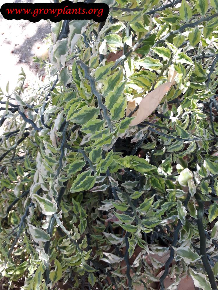 Euphorbia tithymaloides grow