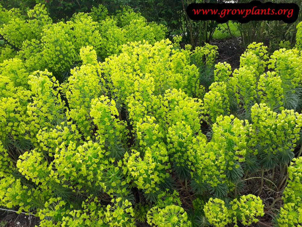 Growing Euphorbia wulfenii