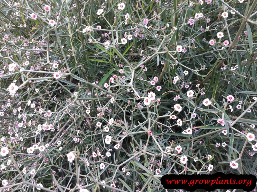 Euphorbia xanti flower