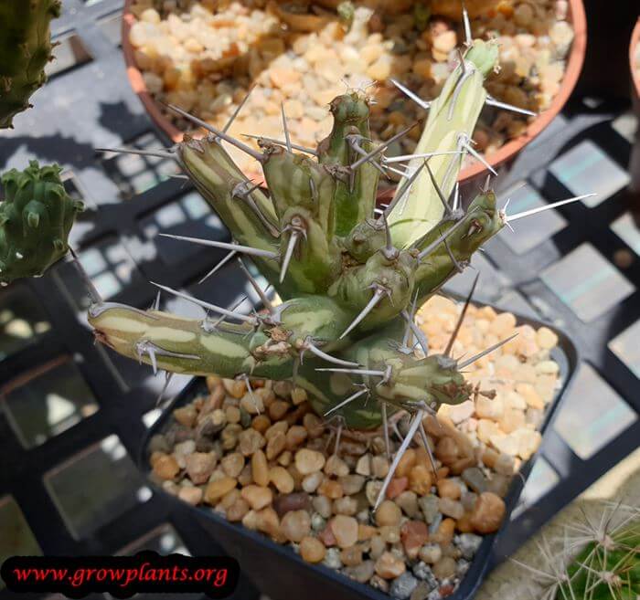 Euphorbia xylacantha plant