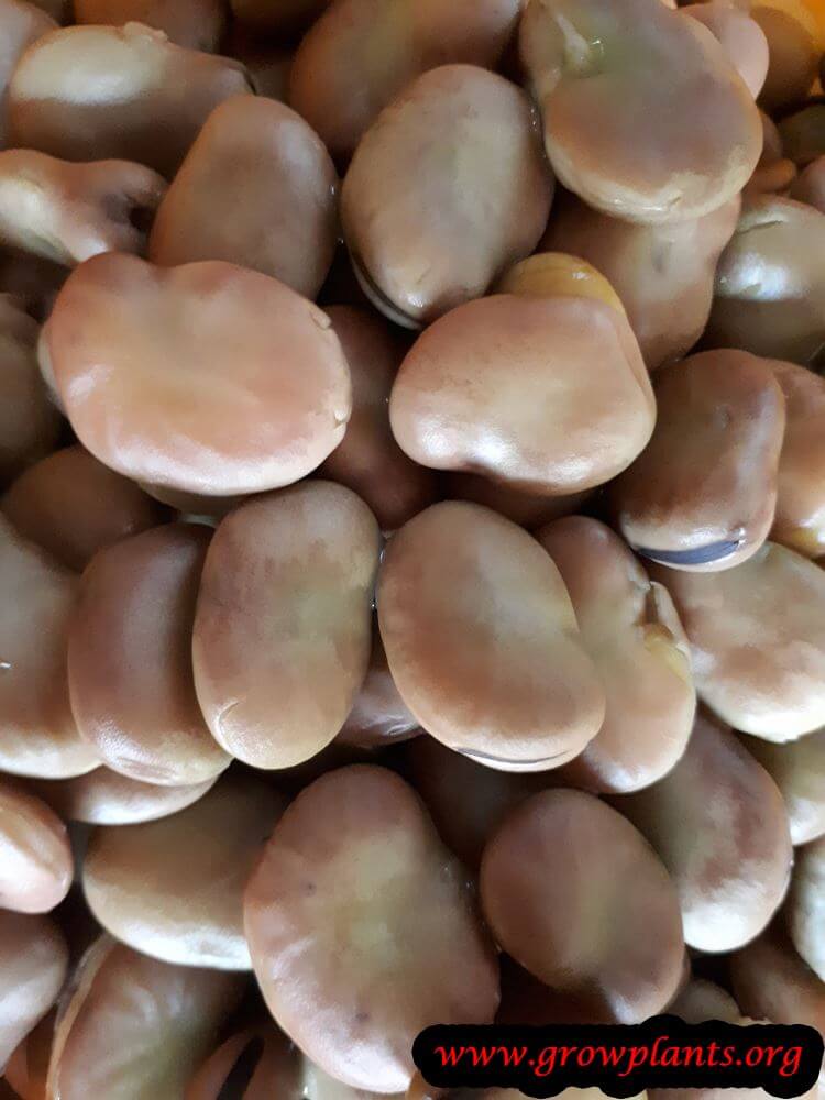 Harvest Fava bean