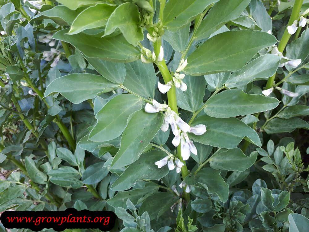 Fava bean blooming season
