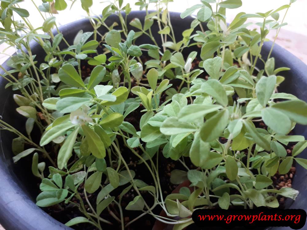 Growing Fenugreek plant