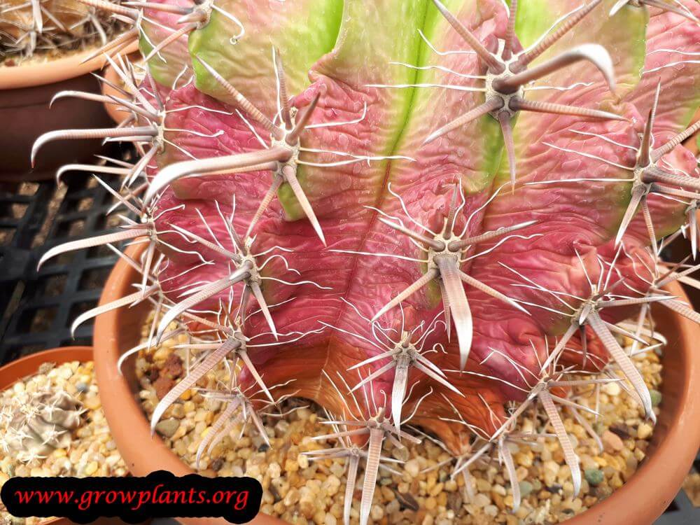 Ferocactus horridus plant care