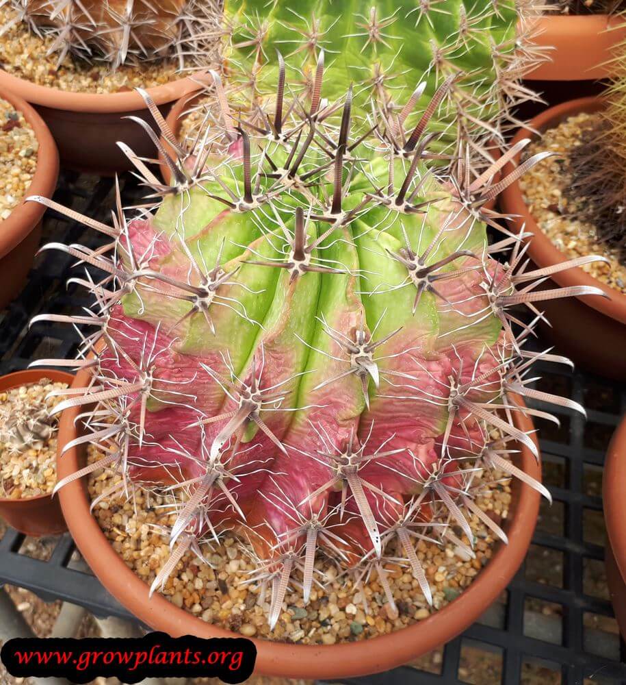 Ferocactus horridus cactus