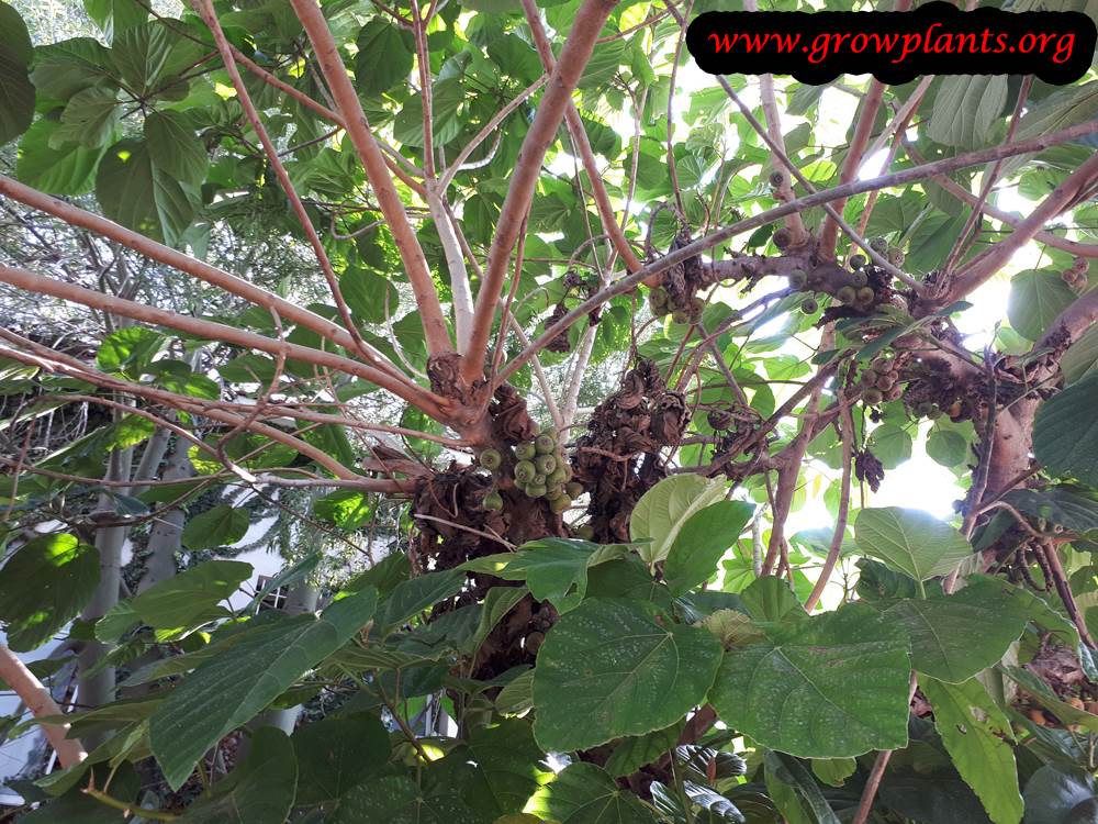 Ficus auriculata harvest season