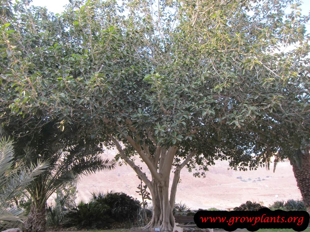 Ficus benghalensis palnt care