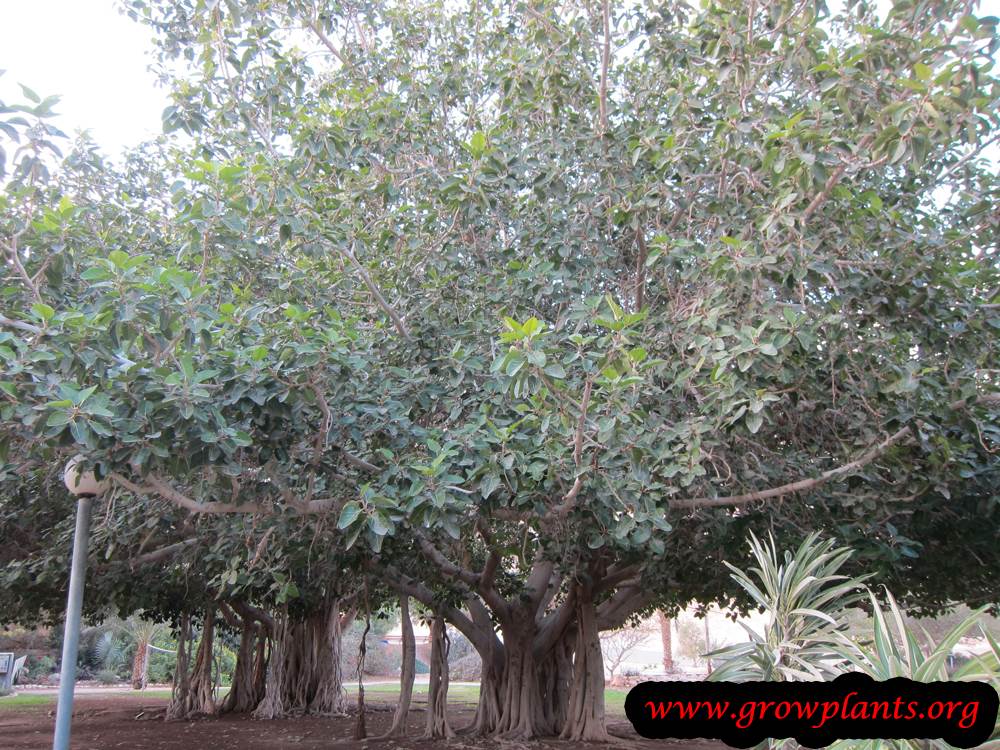 Ficus benghalensis tree