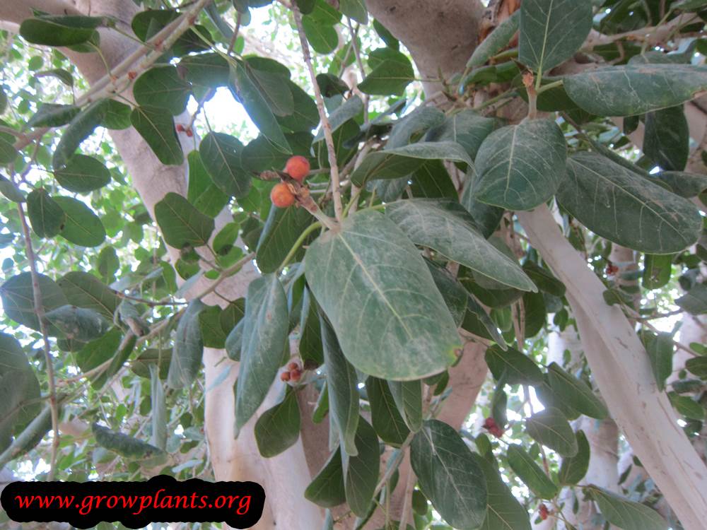 Ficus benghalensis fruits