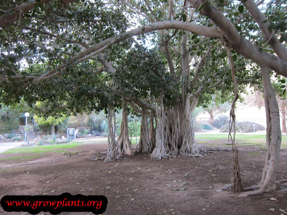 Ficus benghalensis old tree