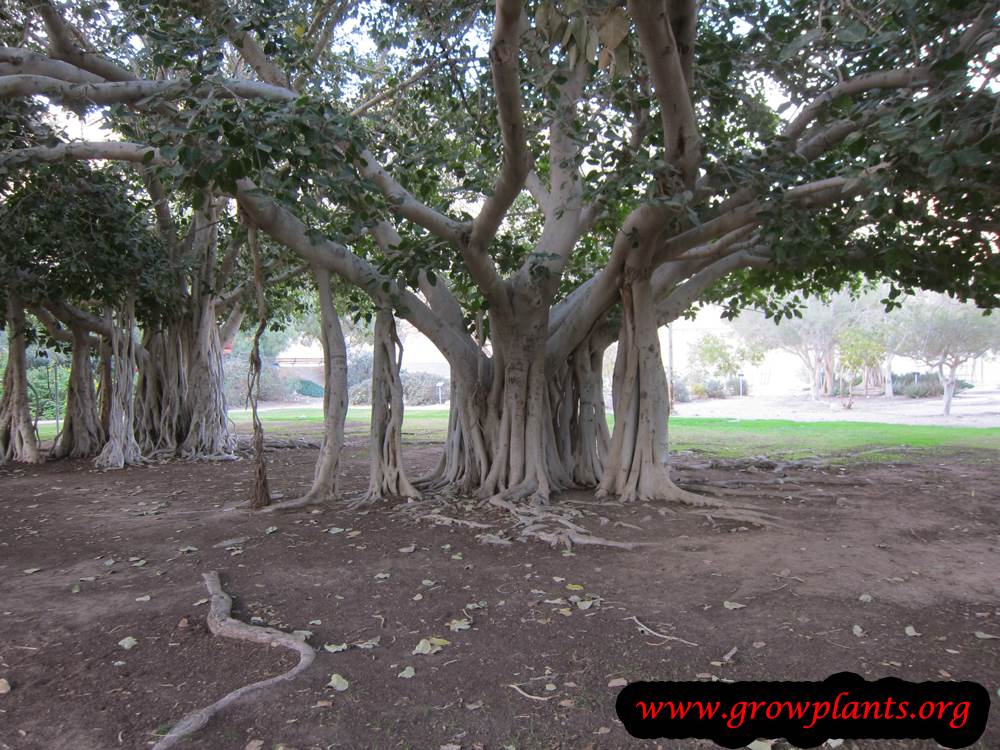 Ficus benghalensis shade tree