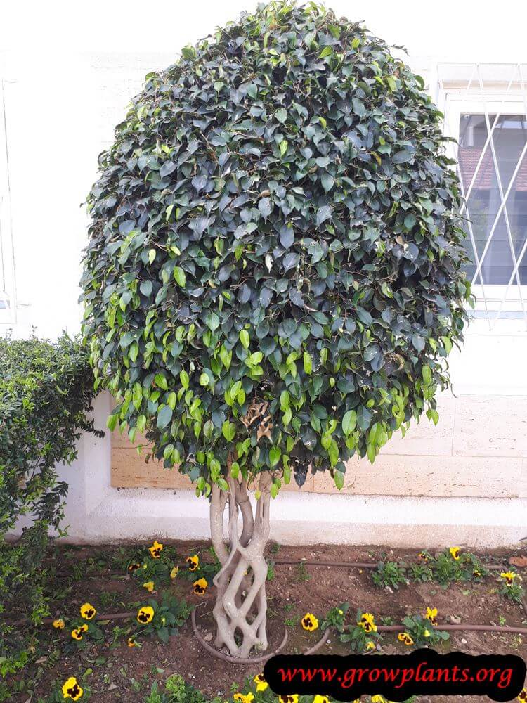 Ficus benjamina bonsai tree care