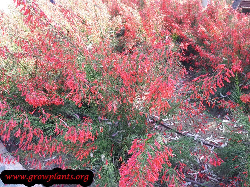 Firecracker plant grow and care