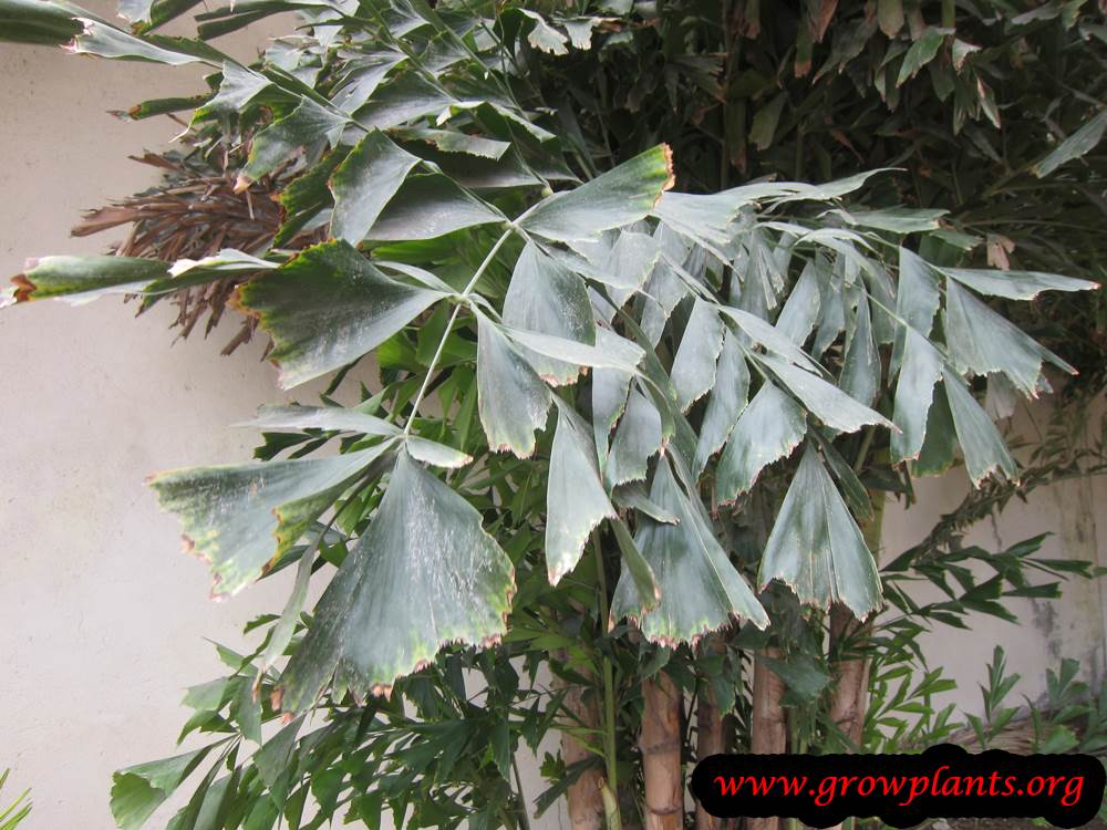 Fishtail palm leaves