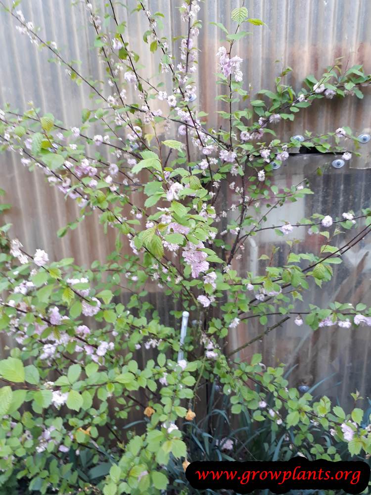 Flowering plum tree