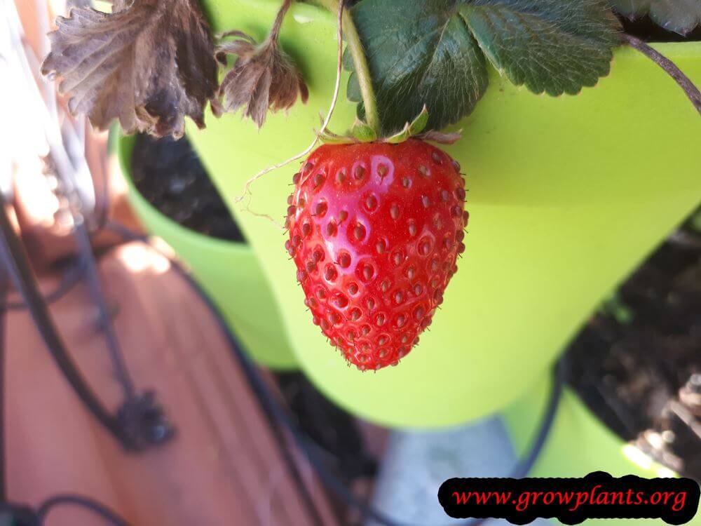 Harvesting Fragaria chiloensis strawberry fruit