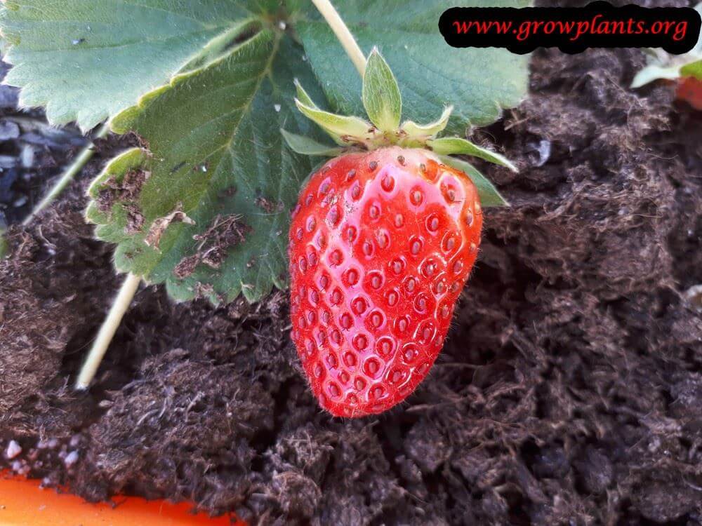 Fragaria chiloensis Strawberry fruit