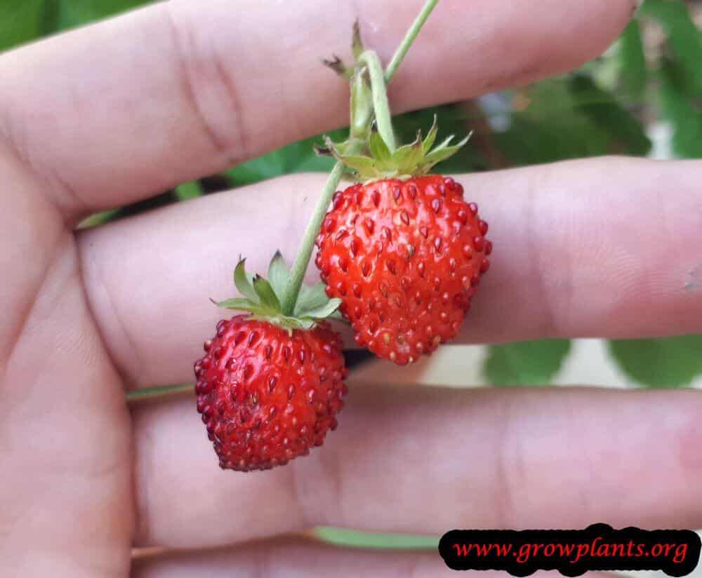 Fragaria moschata Strawberry fruit