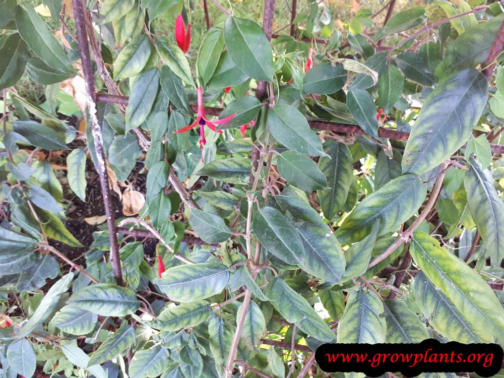 Fuchsia glazioviana plant care