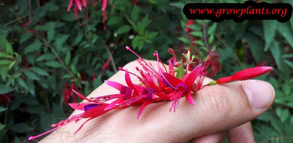 Fuchsia magellanica flowers