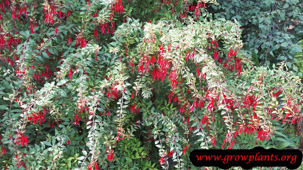 Growing Fuchsia magellanica