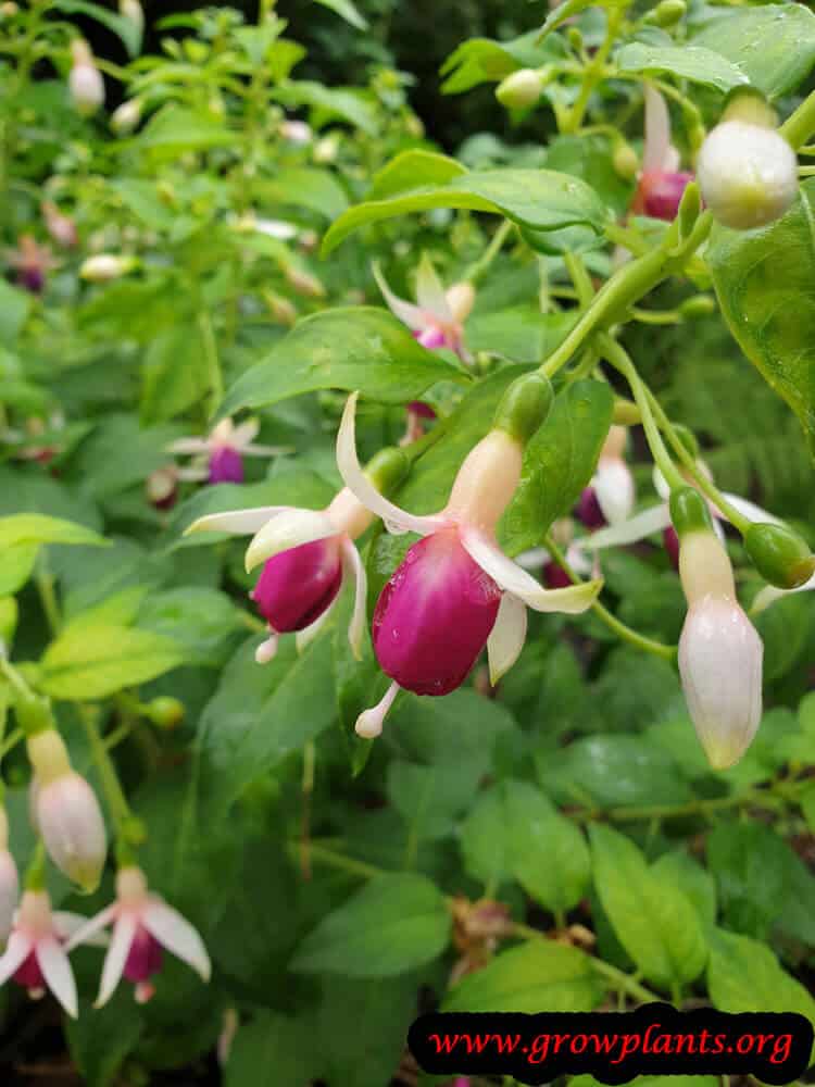 Fuchsia rose de castille plant care