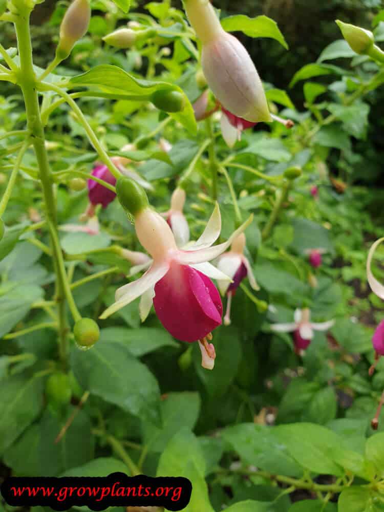 Fuchsia rose de castille blooming season