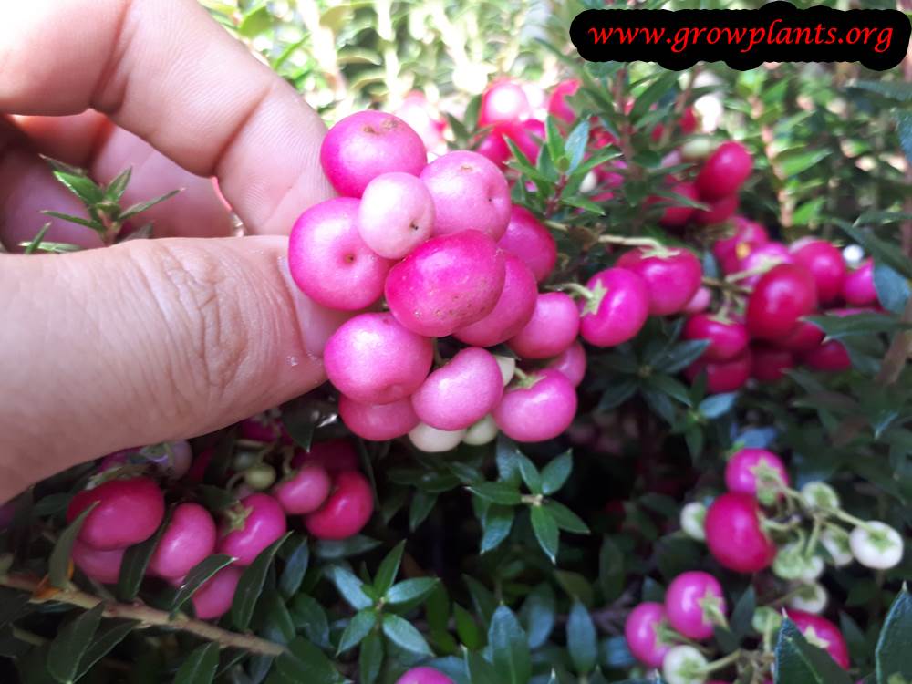 Gaultheria mucronata harvest edible fruits