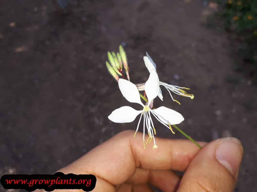 Gaura white flower